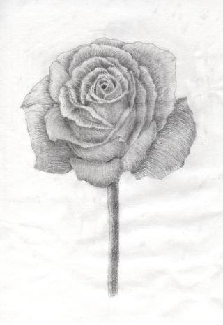無料ダウンロード花 デッサン 鉛筆 最高の花の画像