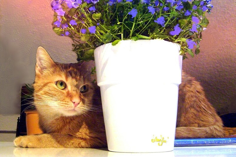 50 Cat  Besi Non  Toxic 