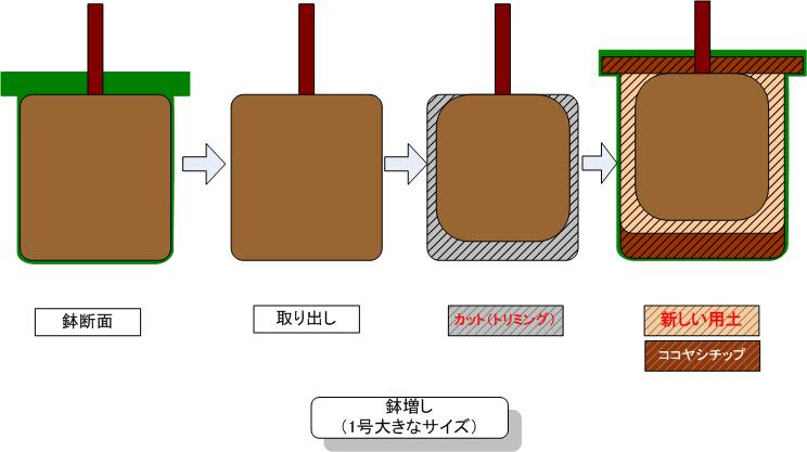 すべての美しい花の画像 これまでで最高の鉢 植え 替え