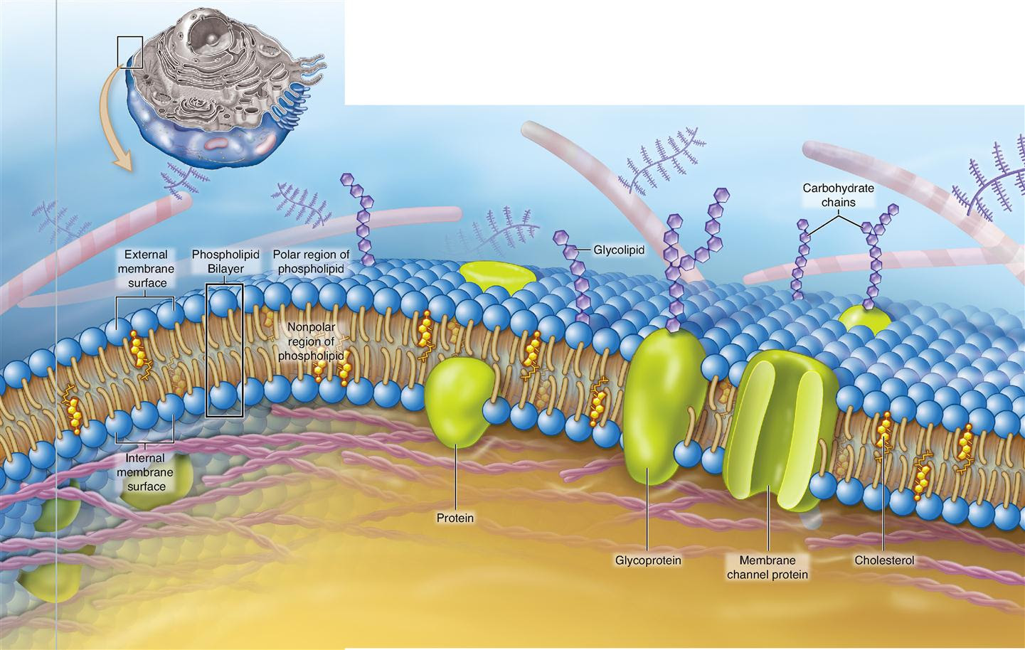 22+ Cell Membrane Is Made Up Of Molecules Stock Animal