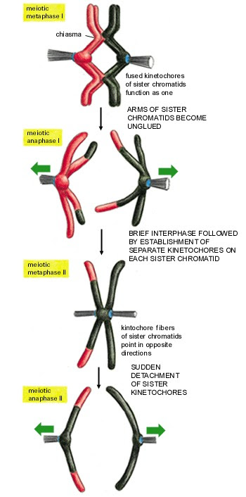 Hairstyles 2011 for men: Steps Of Meiosis
