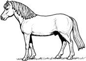 All the horse colors explained with a sample photo of each. Horses Coloring Pages Free Coloring Pages