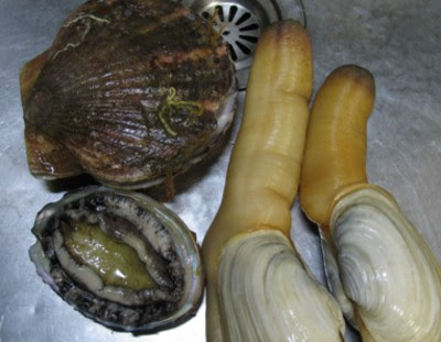 無料でダウンロード 白みる貝 白ミル貝 刺身