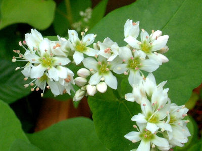 50 素晴らしいソバ 花 最高の花の画像