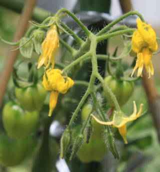 美しい花の画像 ベスト50 ミニ トマト 花