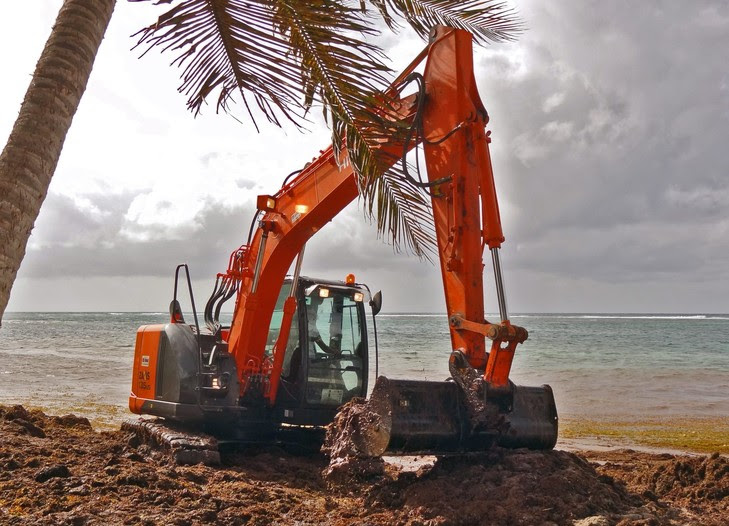 Antilles, comment se débarrasser des algues sargasses ?