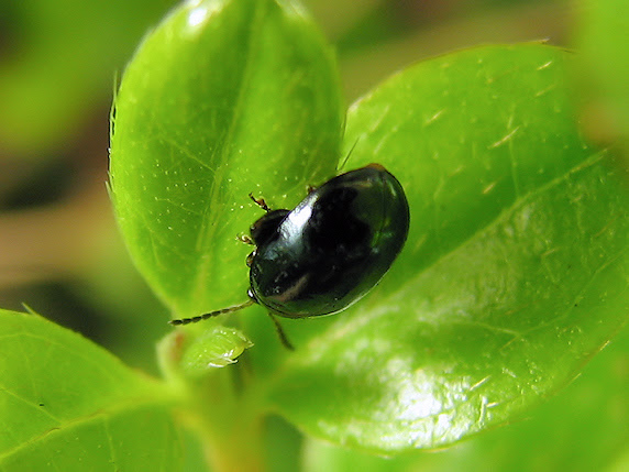 すべての美しい花の画像 トップ100 黒い 跳ねる 虫
