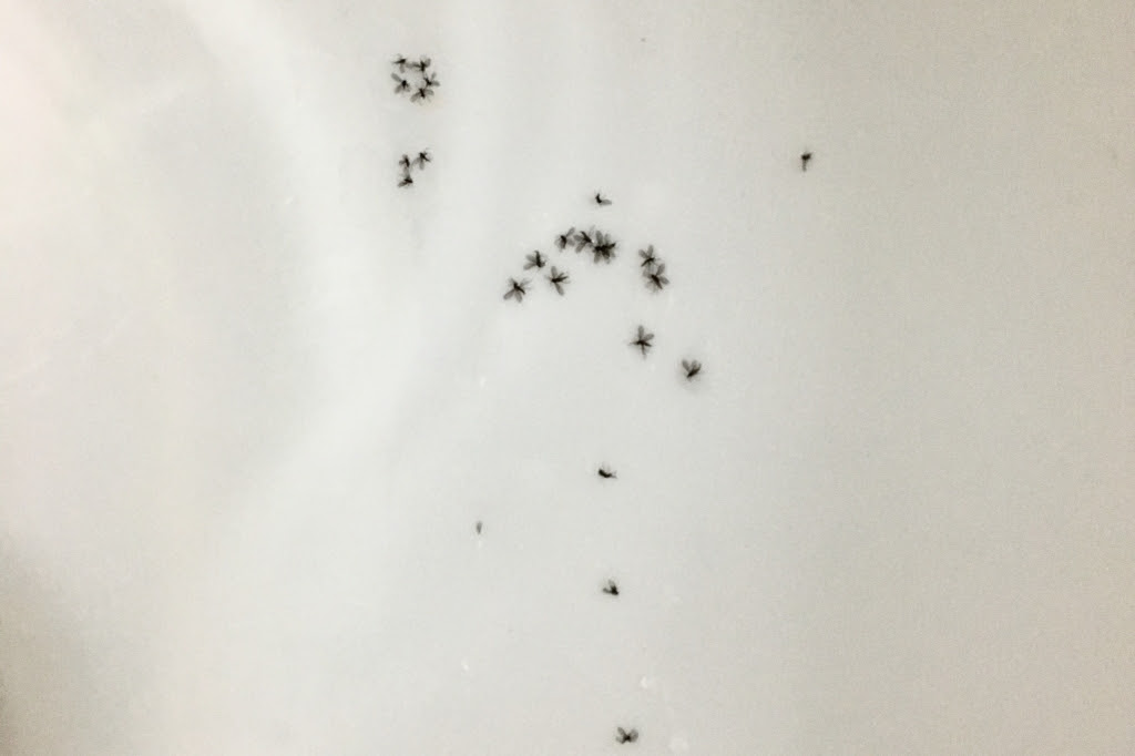 画像をダウンロード バネキノコバエ 黒い 小さい 虫 大量 発生 Popularwhuohoa