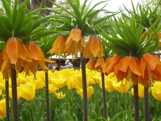 元のフリチラリア 花 言葉 最高の花の画像