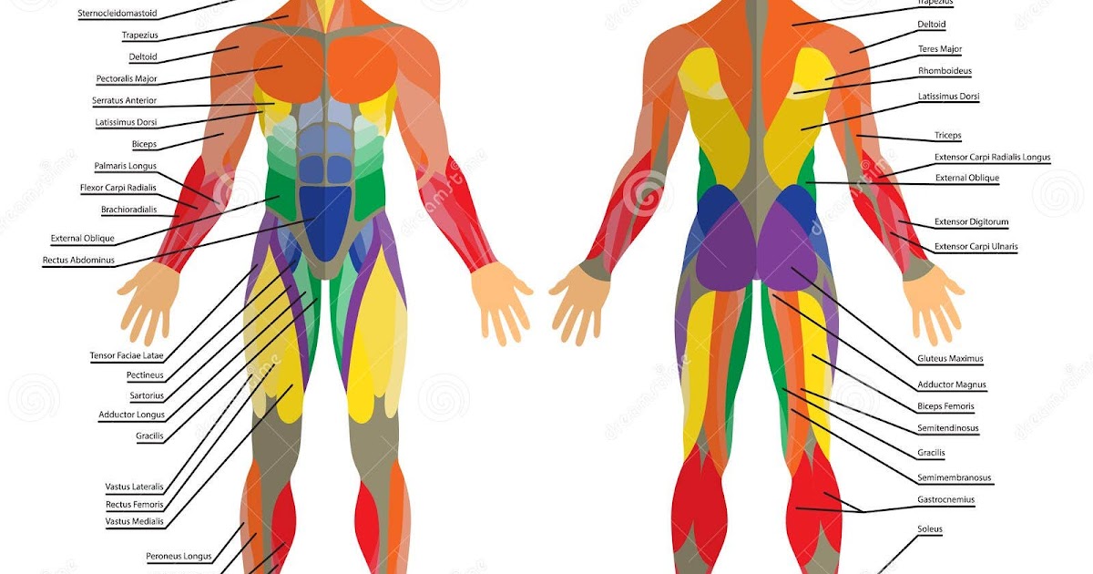Human Muscles Diagram : human-leg-muscles-diagram ...