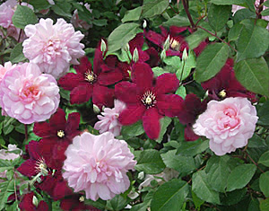Clematis and tomatoes are two exceptions to the usual rule, and are best planted 6 inches deeper than the soil level in the pot. Plant Combination Clematis Niobe And Rose Gruss An Aachen