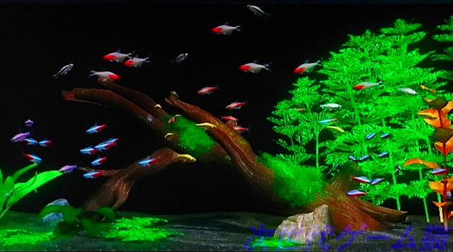 すべての花の画像 50 熱帯魚 壁紙 動く