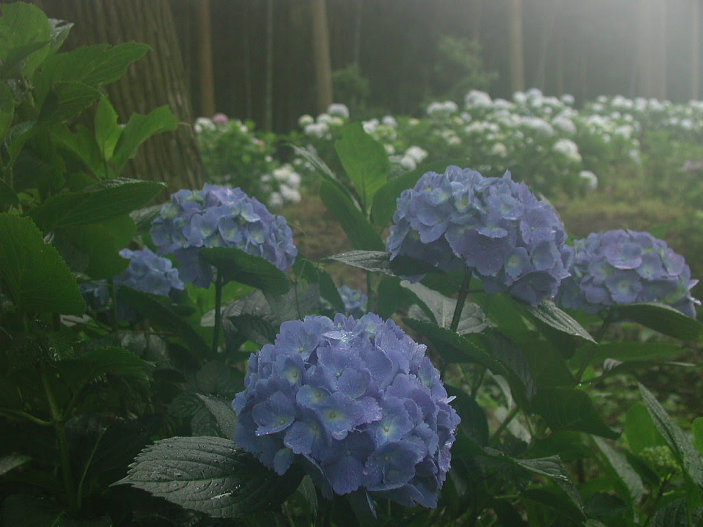 50 梅雨 壁紙 あなたのための壁紙画像 Itulahkabegami