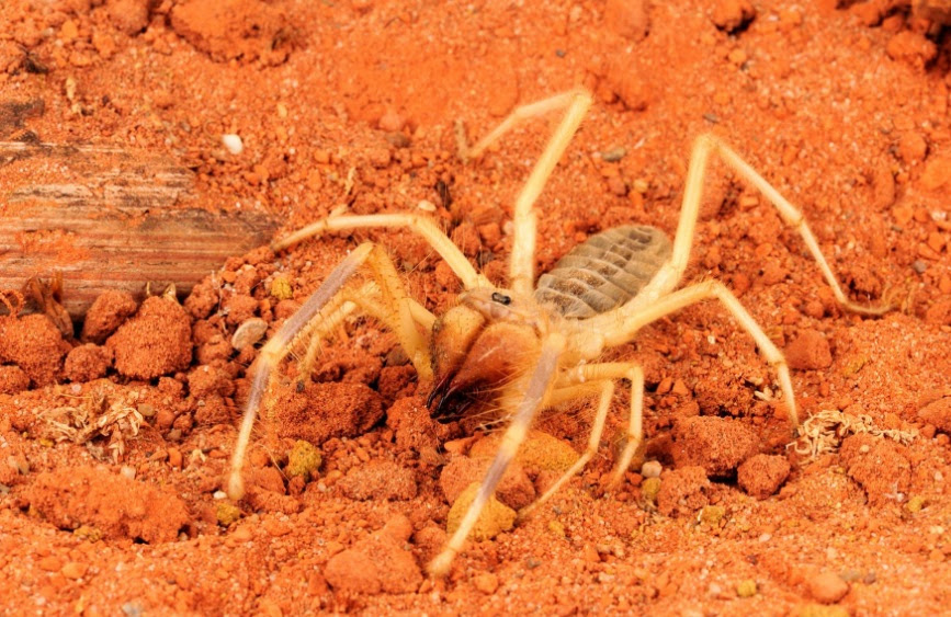 A camel spider is actually a solpugid, and there are about 900 species of them known to date. What You Need To Know About Camel Spider Bites