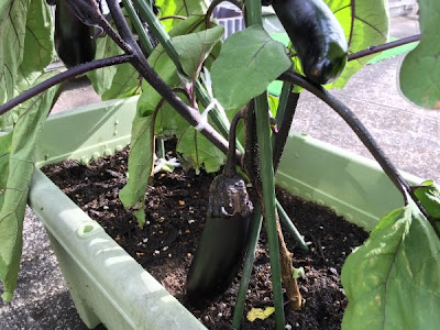 ナス 鉢植え 306878-ナス 鉢植え