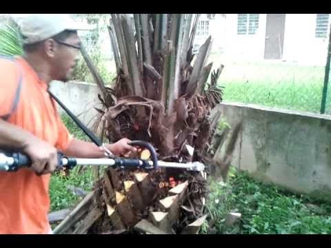 Mr MY Power Tools Machinery Mesin  Petik Kelapa sawit 