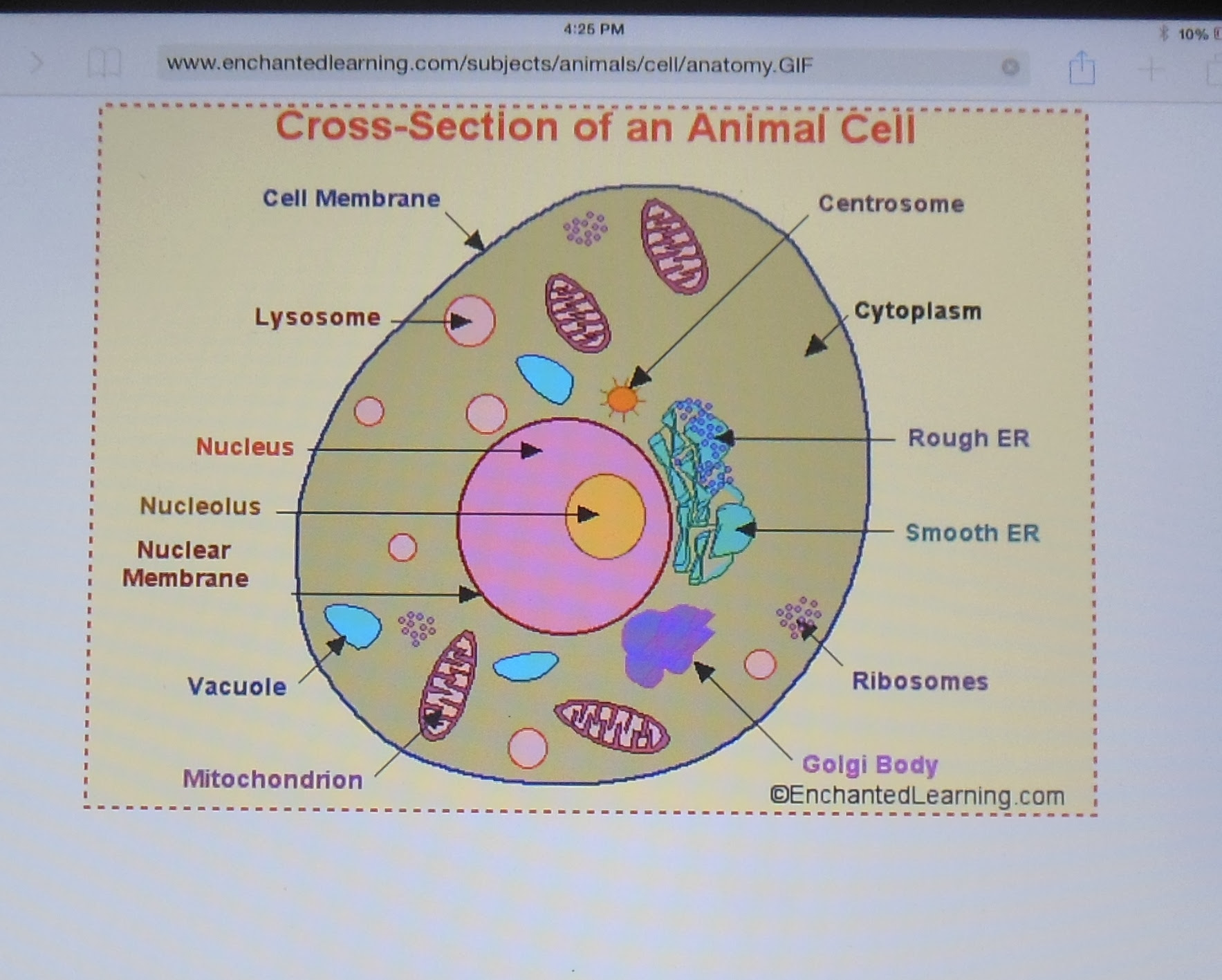 A colleague of mine who teaches 5th grade science just completed a unit in which the students investigate plant cells and animal cells. Animal Cell Model Cake Eclectic Homeschooling