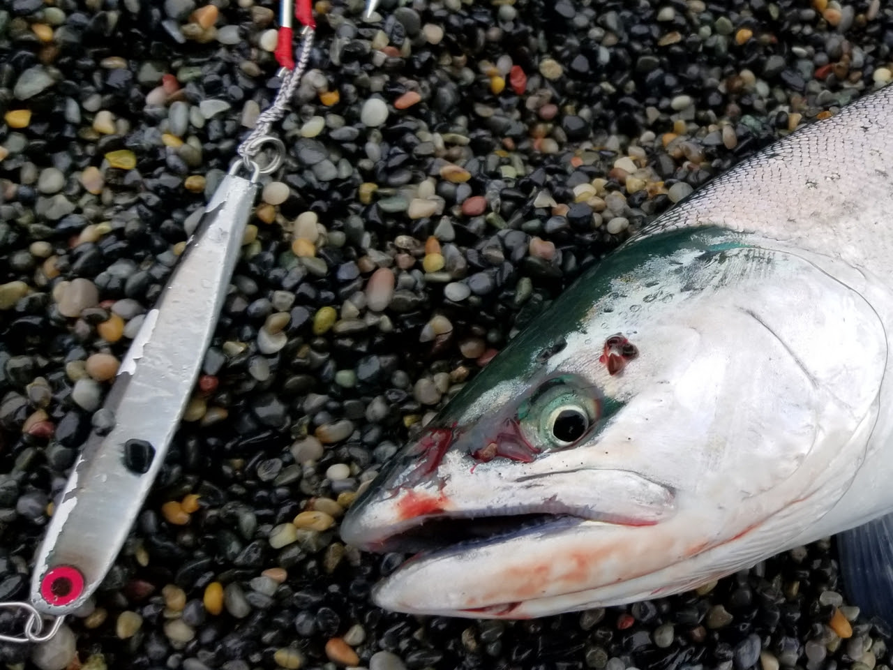 75 サクラマス ルアー 色 魚のすべて