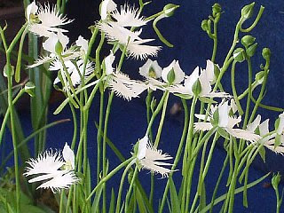 最高の壁紙hd 壮大8 月13 日誕生花