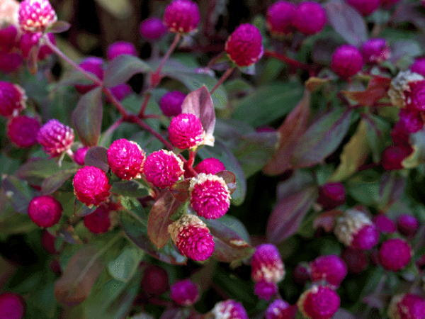 最高の9 月 22 日 誕生 花 すべての美しい花の画像