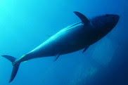 Atlantic tuna