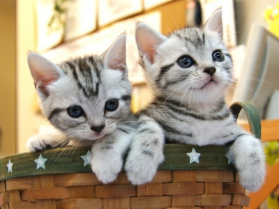 アメリカンショートヘア 子猫 画像