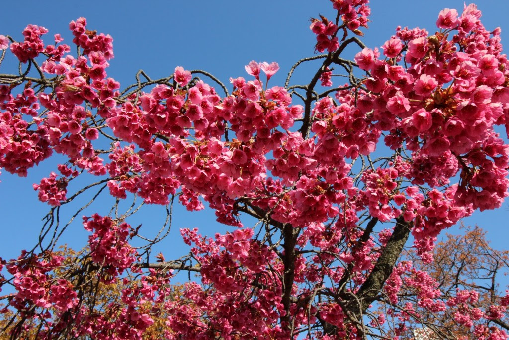 美しい花の画像 最新のhd桜 濃い ピンク