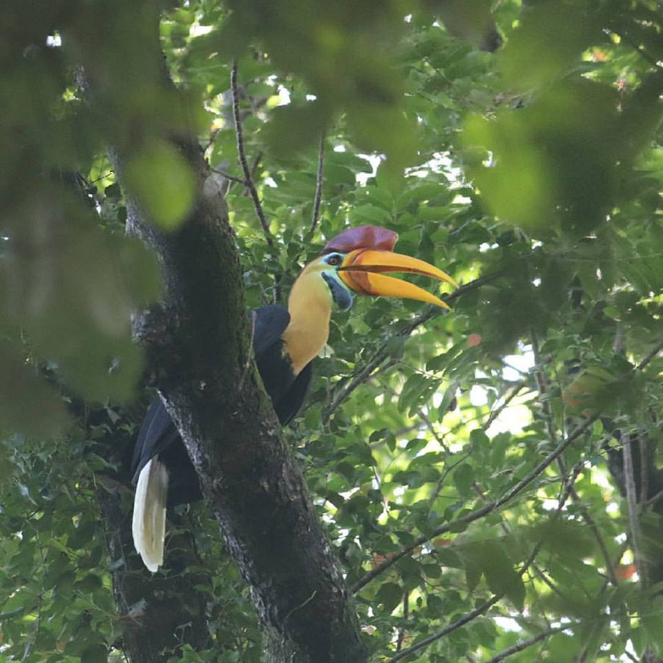 56 Populer Gambar  Fauna Beserta Penjelasannya