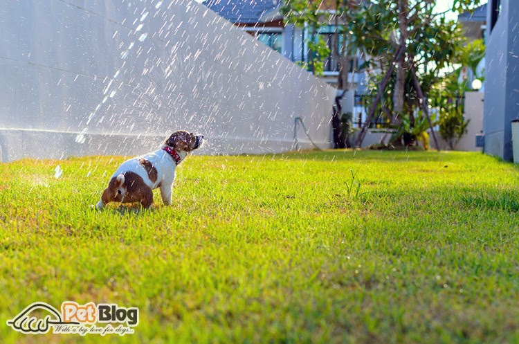 If you are bathing your puppy outside on a hot day, you can let your pup shake and run around to get dry. Can You Use Baby Shampoo On Dogs See If You Really Can Just Another Pet Blog The4legged Com