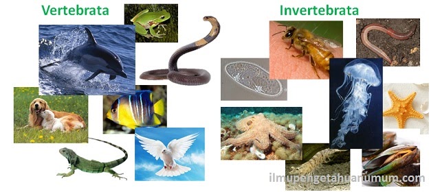  Contoh  contoh  Hewan  Invertebrata  Contoh  Wa