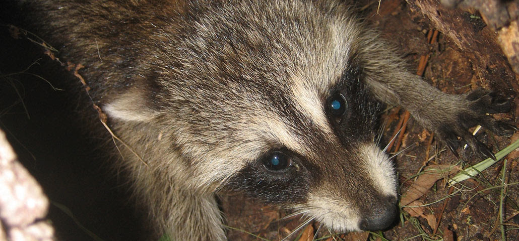 Check spelling or type a new query. How To Keep Raccoons Out From Under A Shed Or Porch