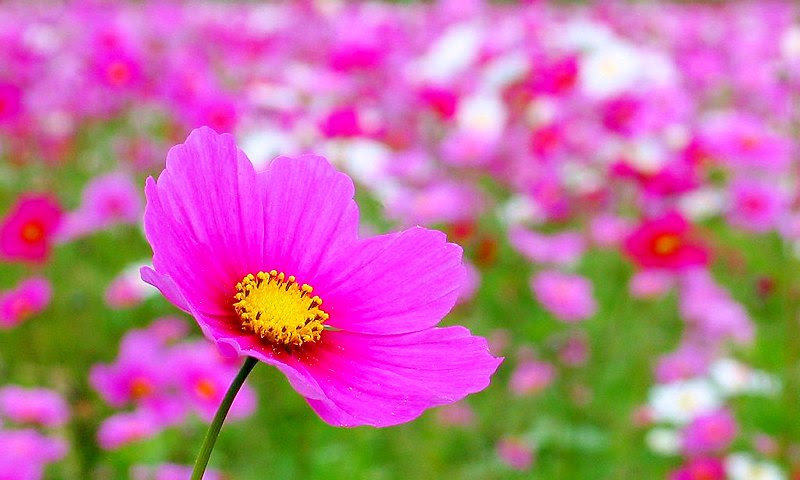 花 壁紙 高 画質 無料のhd壁紙 Joskabegami