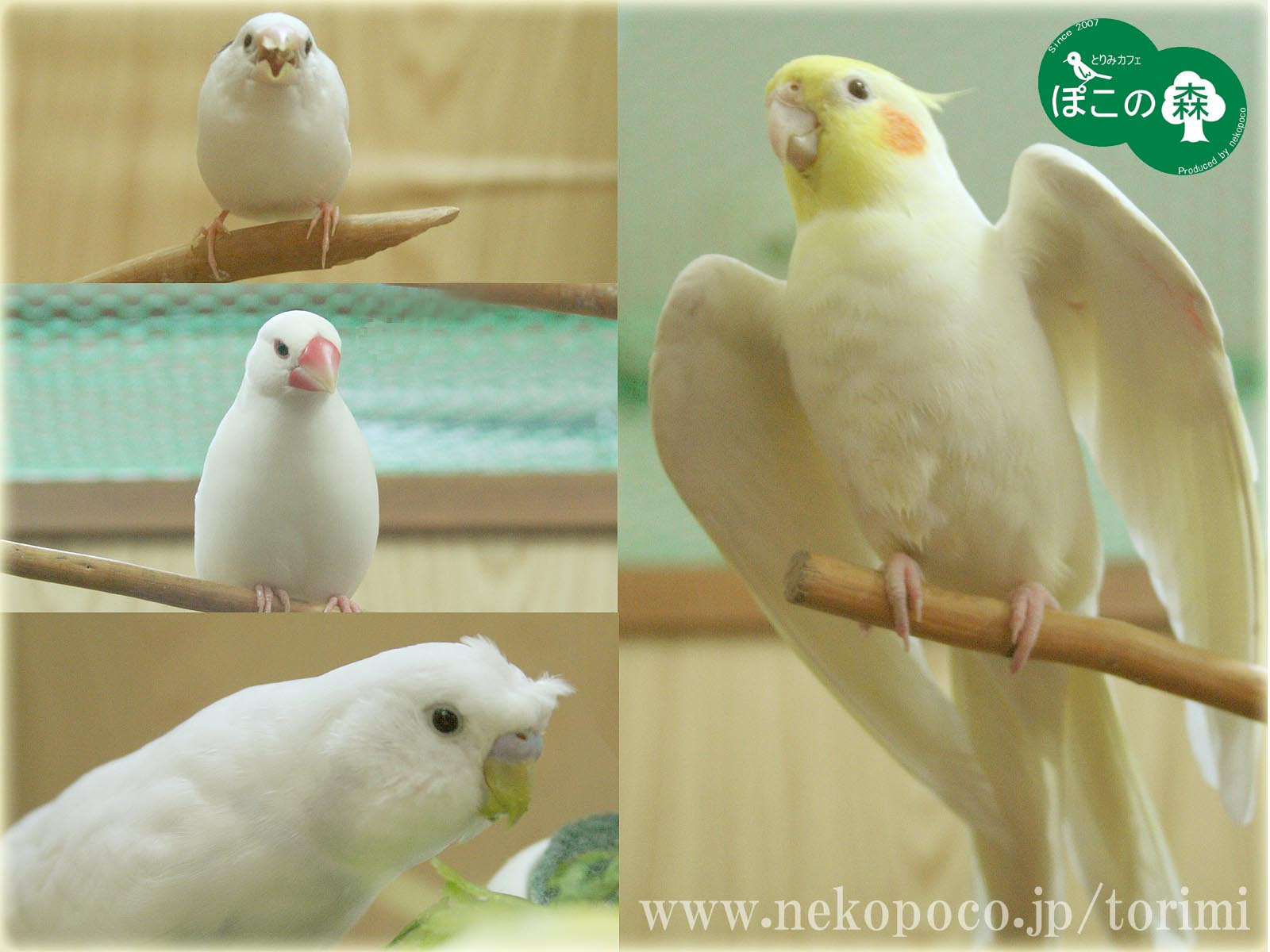 ラブリー オカメインコ 壁紙 ベストアニメ画像