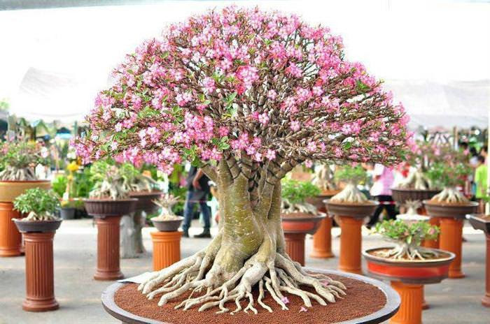 cây bonsai