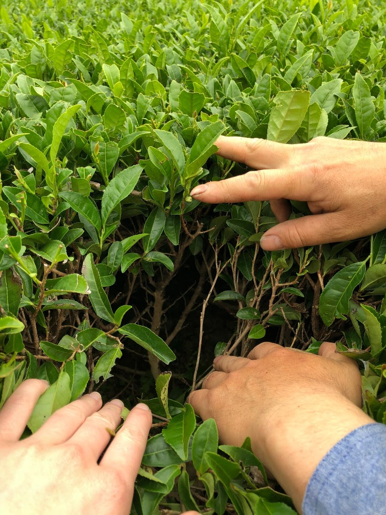 Tencha harvest season