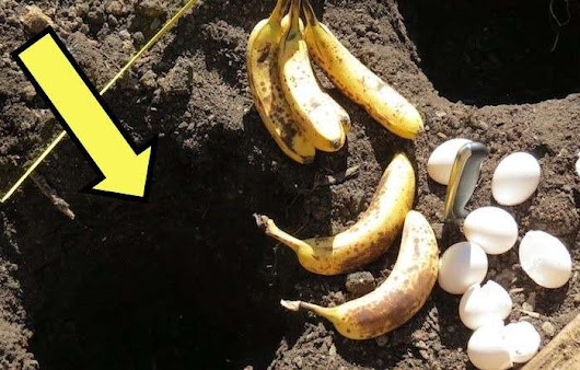 Что произойдёт, если закопать вместе кожуру банана и яичную скорлупу . Чёрт побери