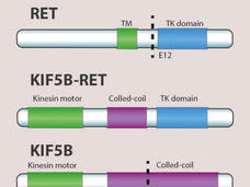 RET fusion diagram