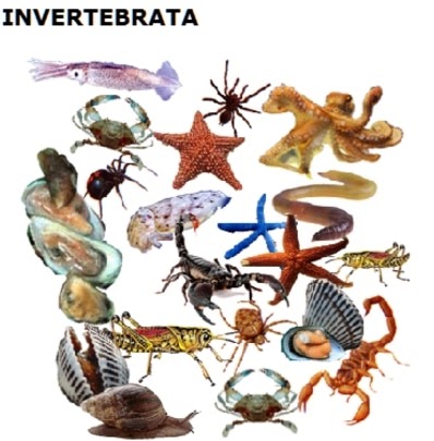 Spesial 40+ Ular Hewan Vertebrata Atau Invertebrata