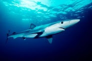 Blue shark