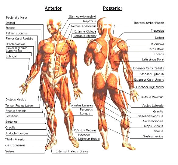 Rear view of female hip and leg muscles with labels. Muscle Diagram Body Muscles Charts