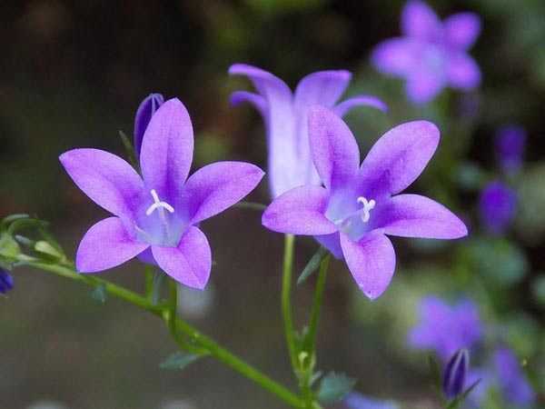 最速 すみれの花
