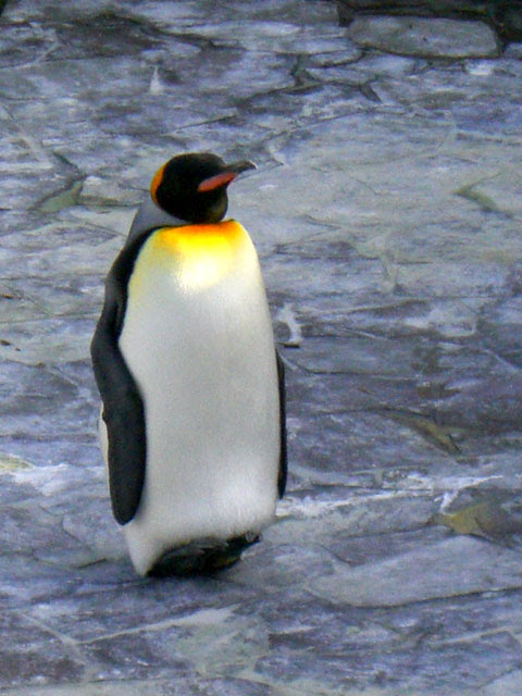 ベストペンギン 画像 フリー 最高の花の画像