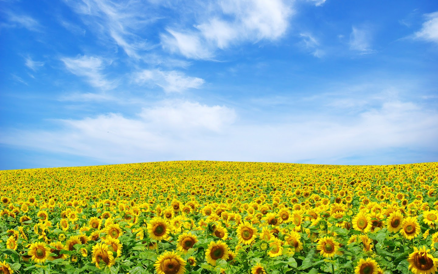 無料ダウンロード壁紙 ひまわり 最高の花の画像