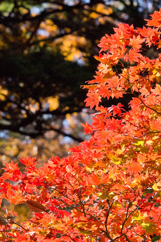 ベスト50 Iphone 壁紙 秋 美しい花の画像
