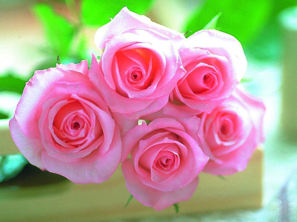 This live wallpaper has been supported on latest device. The Rose Of Love Roses Wallpaper 13967064 Fanpop