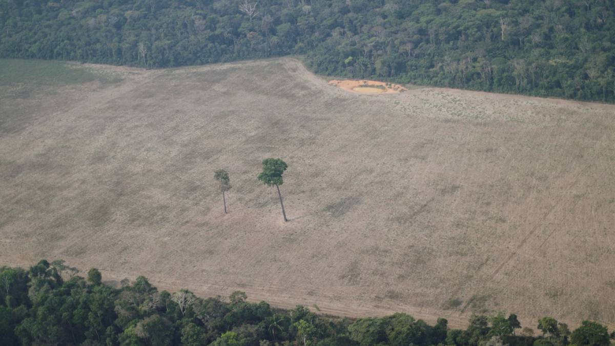 Desmatamento na Amazônia é o maior em 15 anos. Governo é acusado de esconder dados