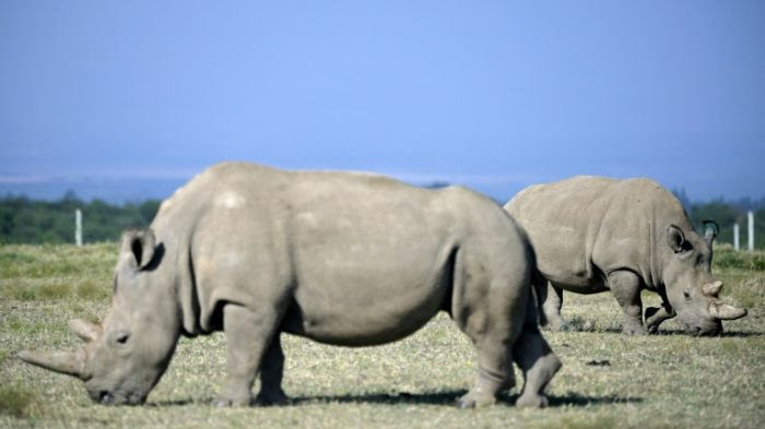 Douze embryons créés pour sauver le rhinocéros blanc du Nord