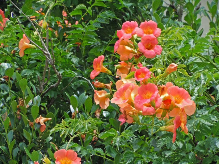 ベスト50 オレンジ色 花 名前 すべての美しい花の画像