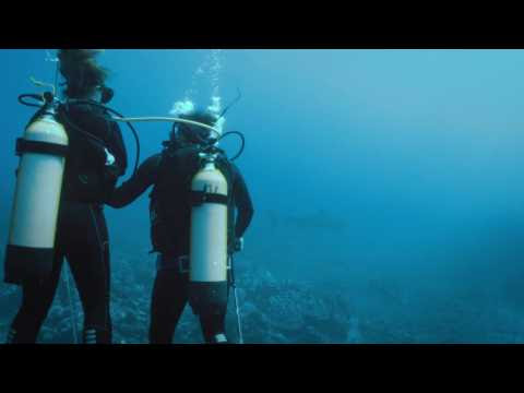 TELE. "Sur les routes de la science" : nage avec les requins