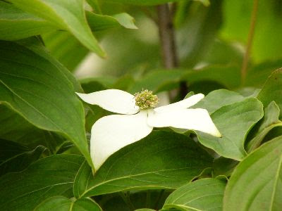 すべての美しい花の画像 新鮮な春の 花木 白い 花